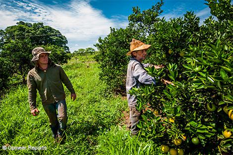 agriculture-coagrosol-brazil.jpg