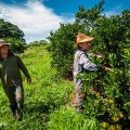 agriculture-coagrosol-brazil.jpg