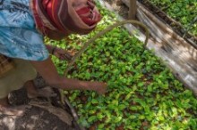 Plantas de té en Kayonza Tea Factory. Créditos de la foto: Solidaridad y Joshua Rukundo.