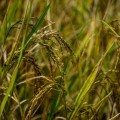 News item Fertiplant photo.jpg