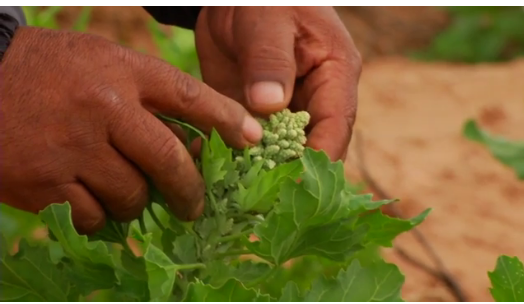 quinoa-bolivia.png