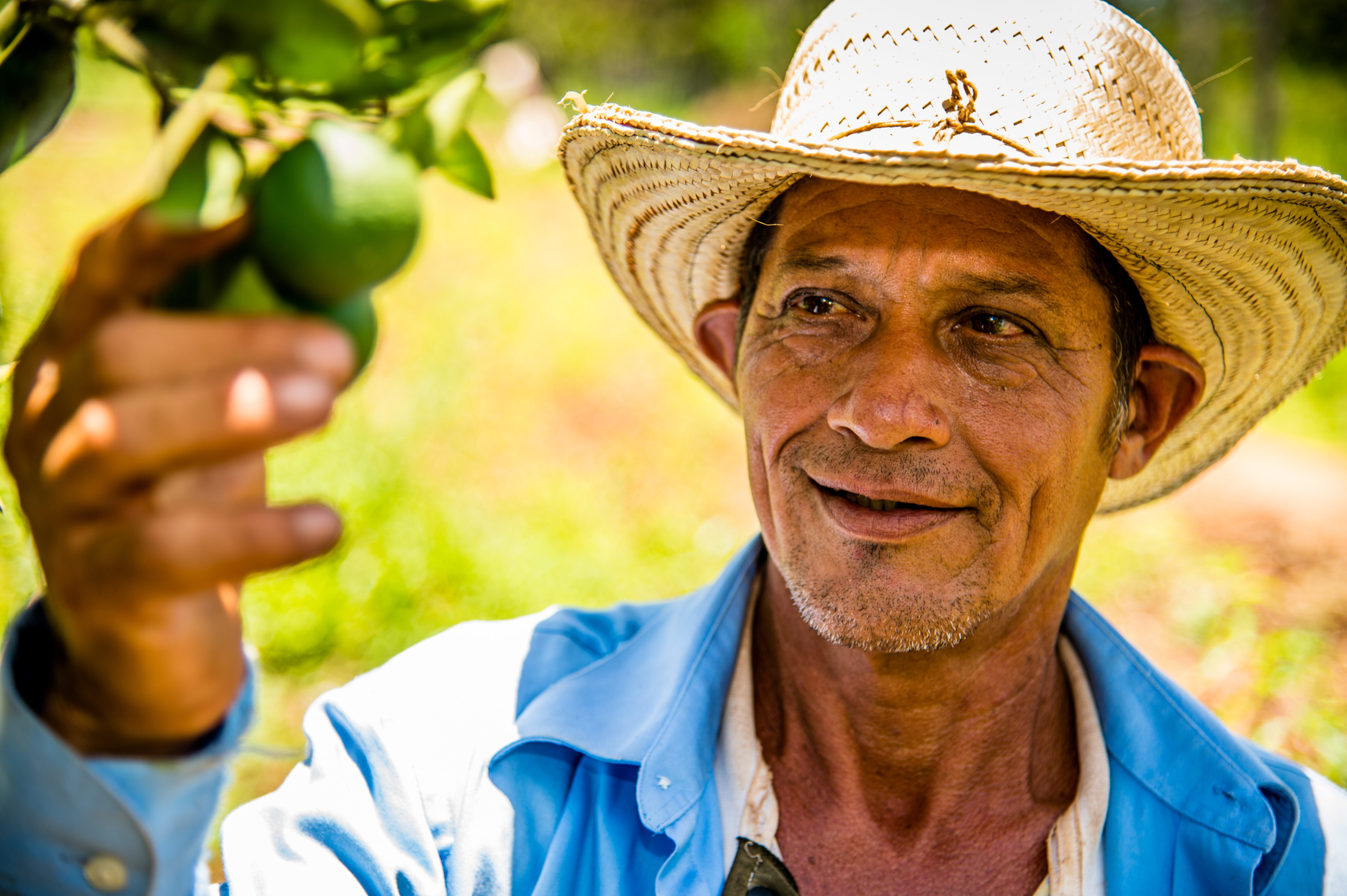 Ismael Gonzales Castres (57) inspecciona les seves llimones, les quals conrea juntament amb herba de llimona, revetlla de llimona, iuca i cacauets en 10 hectàrees de la seva pròpia terra.