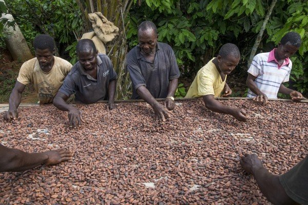 Miembros de pequeños agricultores ecookim secando sus granos de cacao.  Miembros de pequeños agricultores ecookim secando sus granos de cacao.