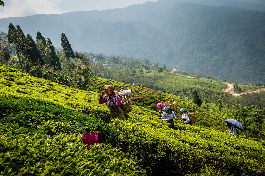 Una de las plantaciones de t&eacute; de DOTEPL en Darjeeling, en el norte de la India