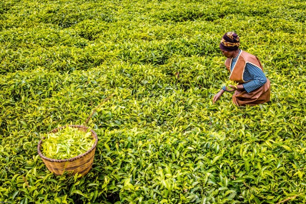 La pequeña productora de té Agnès Mukamunam recolectando té en su campo La pequeña productora de té Agnès Mukamunam recolectando té en su campo