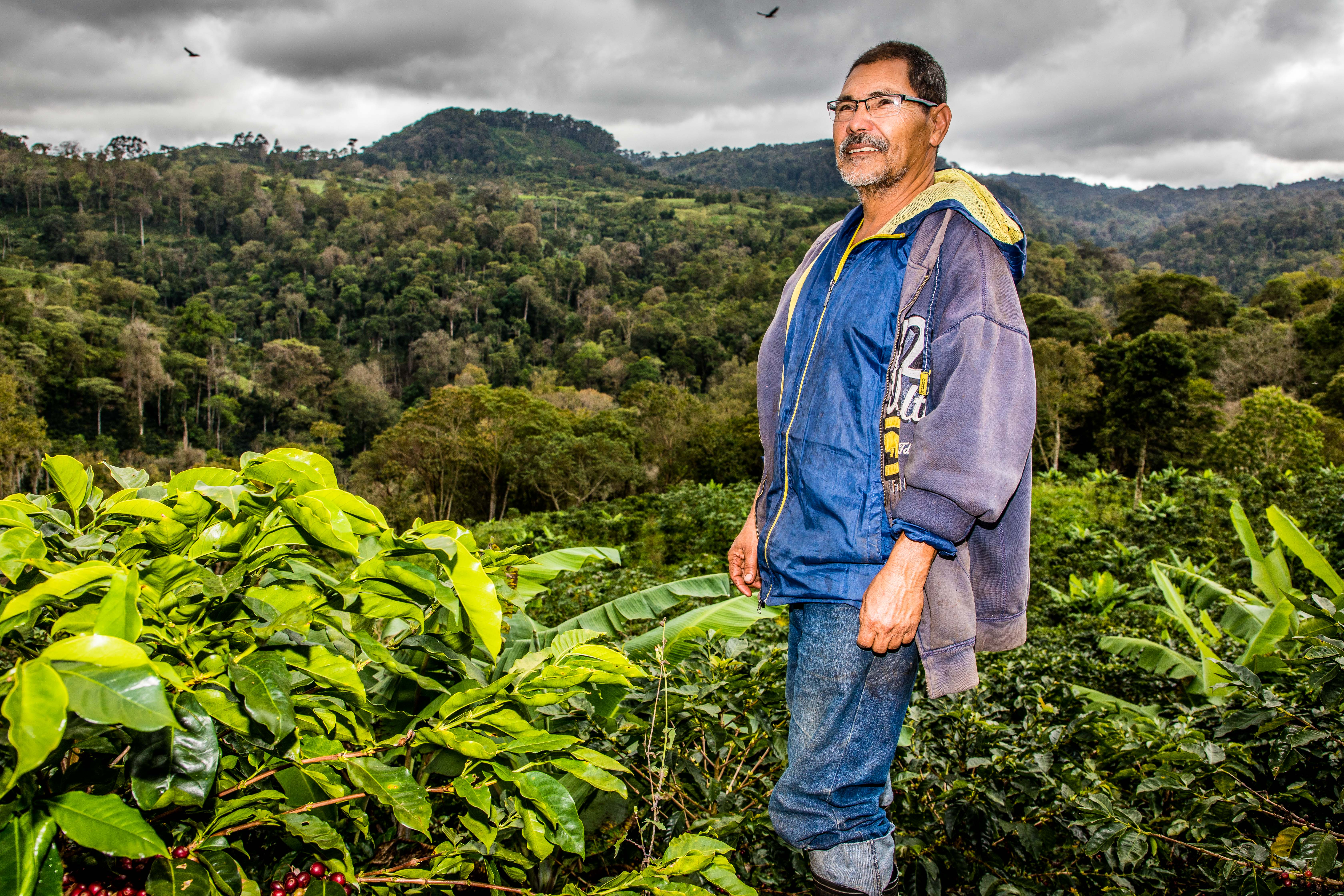Nicolás Antonio Flores contemplant la seva plantació de cafè.