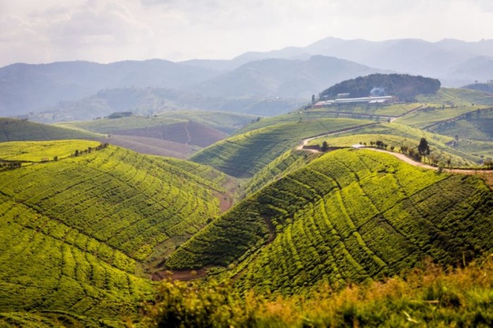 Vista de los campos de té de Karongi y de la fábrica
