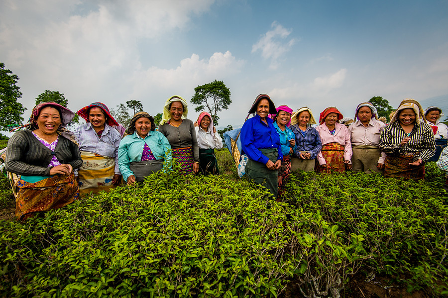 Un grupo de recolectoras de t&eacute; en una de las plantaciones de DOTEPL