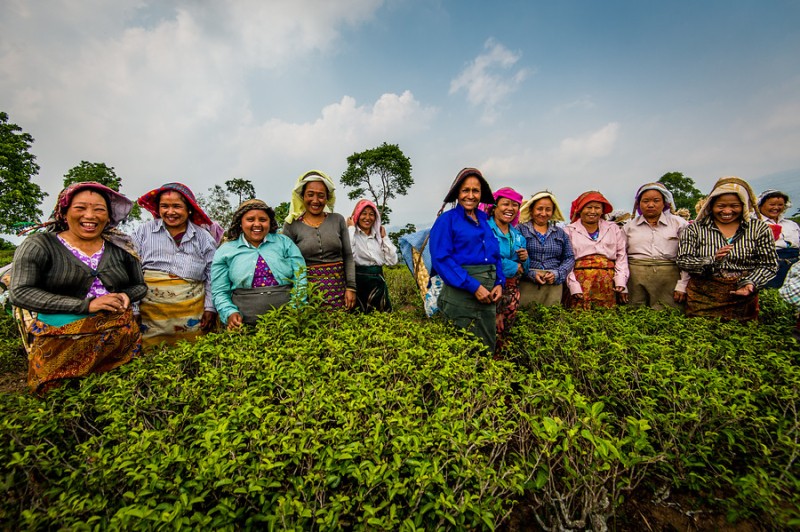 Un grupo de recolectoras de té en una de las plantaciones de DOTEPL Un grupo de recolectoras de té en una de las plantaciones de DOTEPL