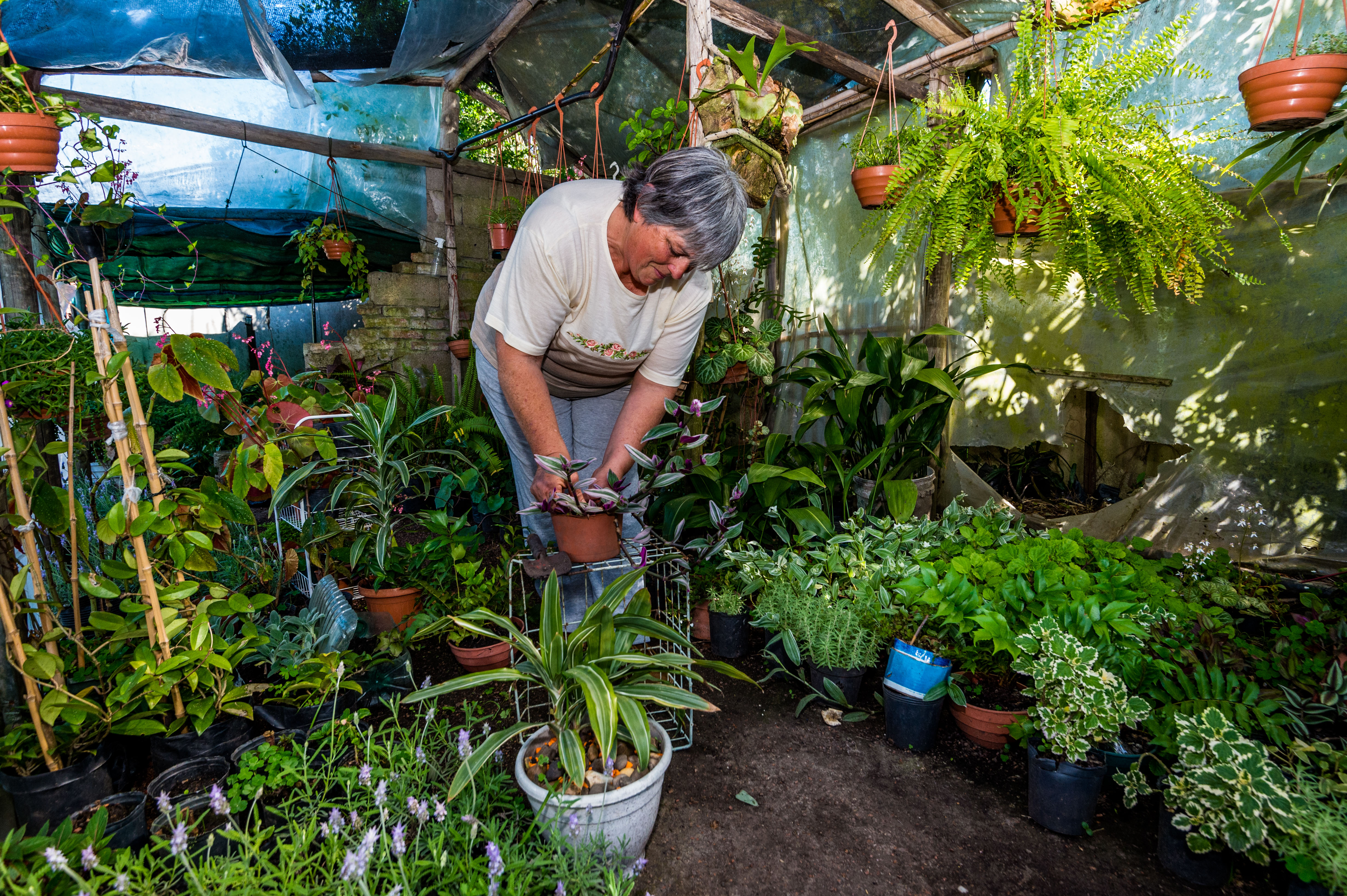 Silvia Marquisio de Ferro tenint cura de les seves plantes