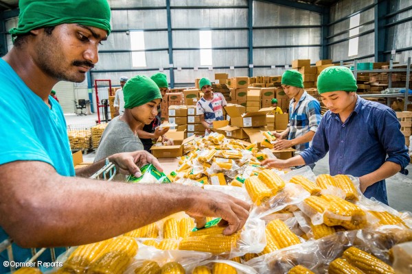 Blat de moro llest per a despatx en la planta de processament d' Y- Cook a Hosakote