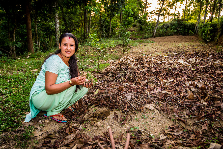Priti Thapa, una de las recolectoras de t&eacute; de Pandam