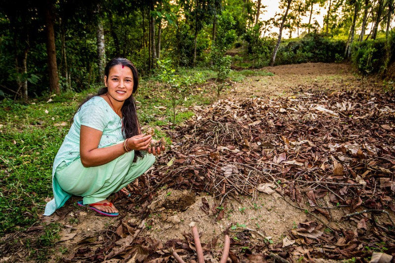 La Priti Thapa, una de les recol·lectores de te de Pandam La Priti Thapa, una de les recol·lectores de te de Pandam