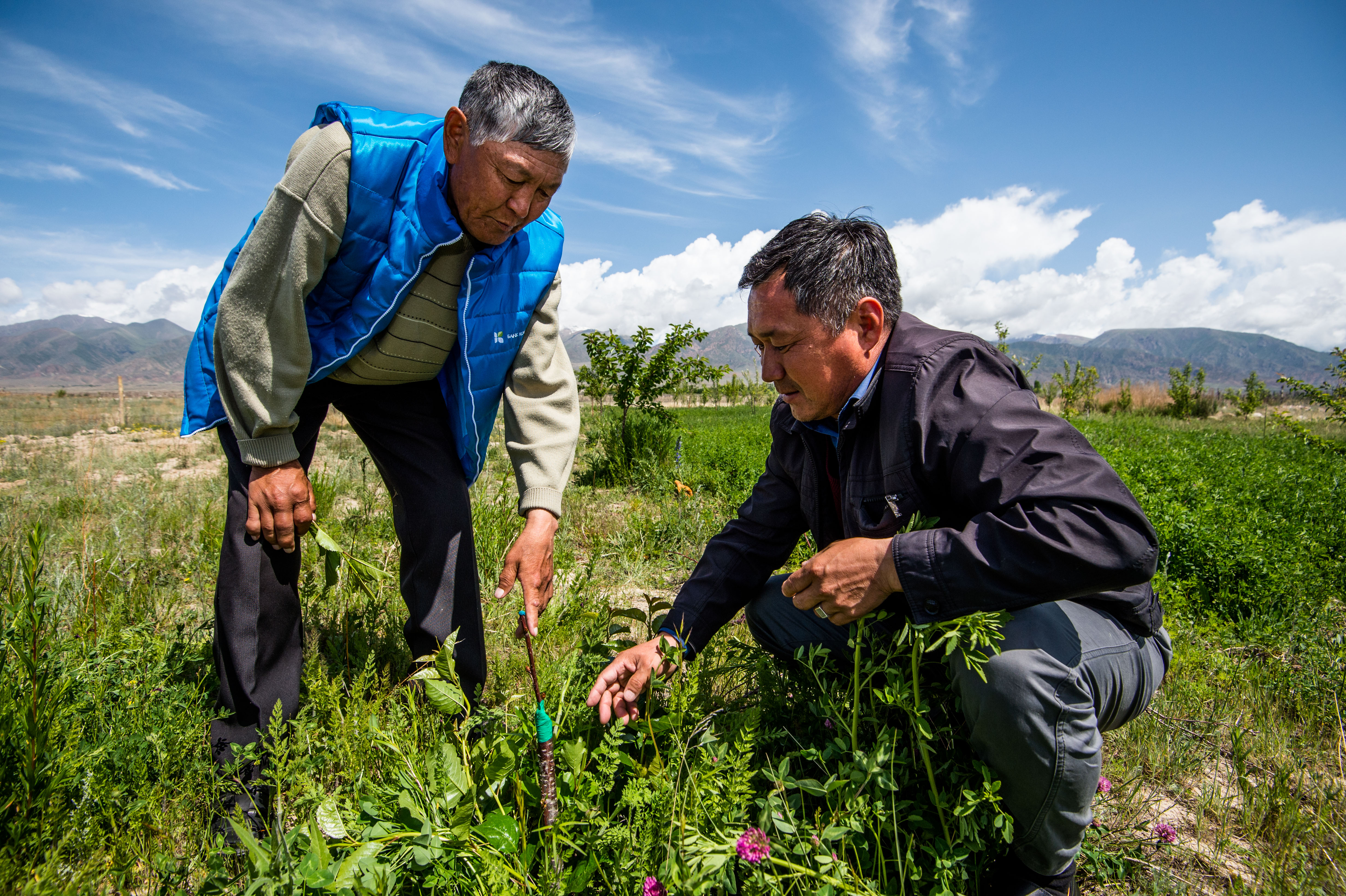 Kompanion bankuko agronomoa, Kenesh Bukabaev, eta Alybaev Duishonbu