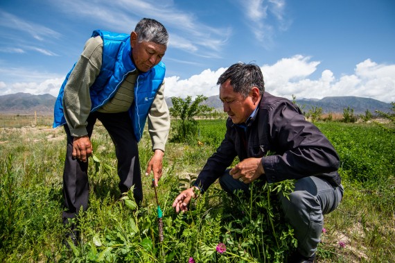 El agrónomo de Kompanion, Kenesh Bukabaev y Alybaev Duishonbu El agrónomo de Kompanion, Kenesh Bukabaev y Alybaev Duishonb