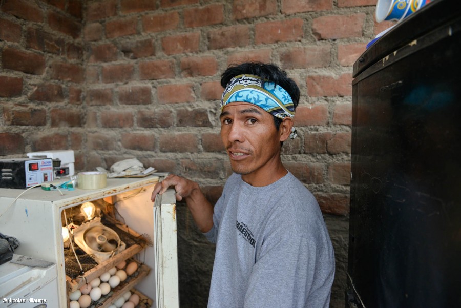 Les idees innovadores del Neider Morales han convertit la cria de pollastres en un èxit encara més gran