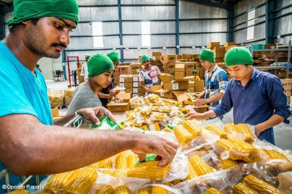 Artoa Hosakoten Y-Cooken prozesatze-plantan ateratzearen zain. Artoa Hosakoten Y-Cooken prozesatze-plantan ateratzearen zain.