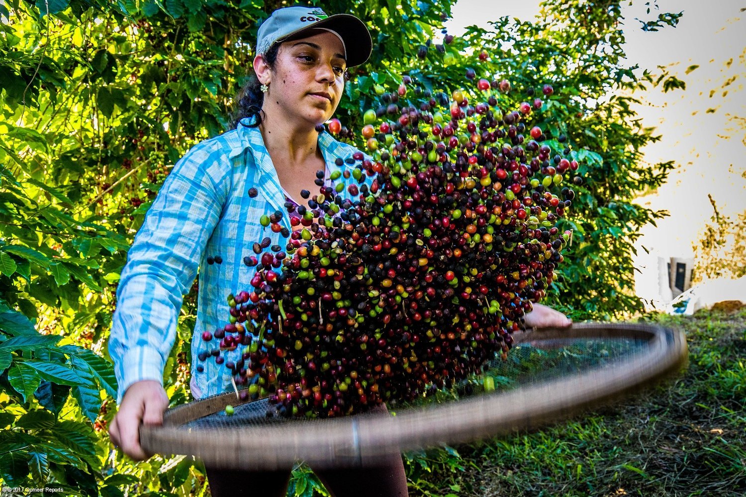 Tamizado de ramitas y hojas de cerezas de café en la cooperativa de café brasileña Coopfam Tamizado de ramitas y hojas de cerezas de café en la cooperativa de café brasileña Coopfam
