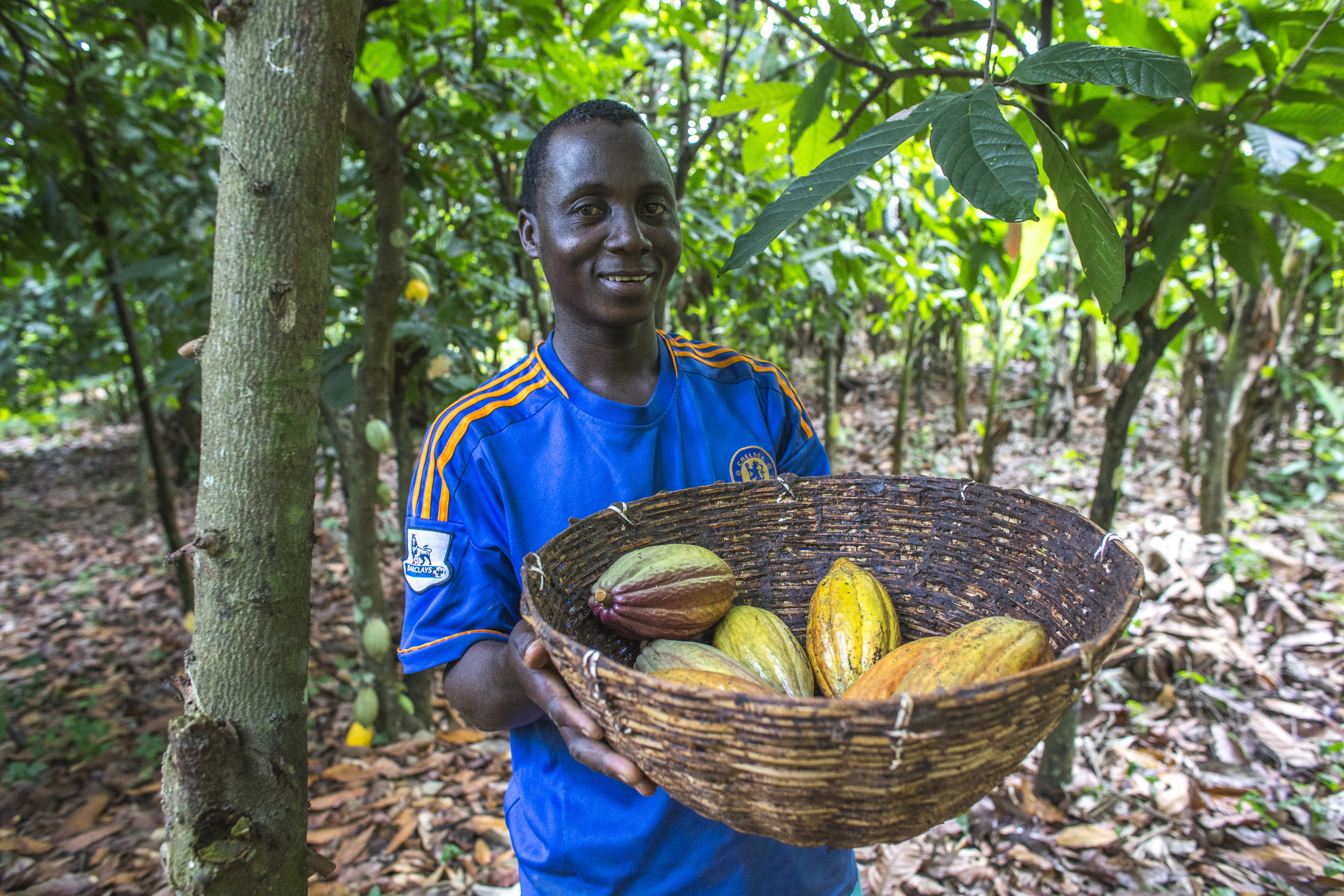 Yao Kouakou, membre de Ecookim i plantador de cacau, cull beines de cacau.